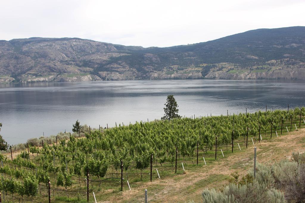 Sunshine And Wine Loft Hotel Penticton Eksteriør billede